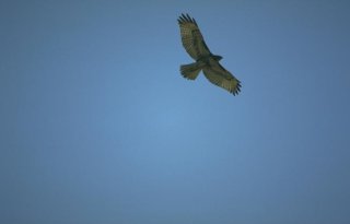 hawk_sm.jpg
