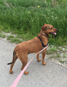 Retta: our Rhodesian Ridgeback mix