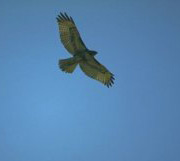 Soaring Hawk