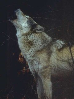 wolf1_sm.jpg